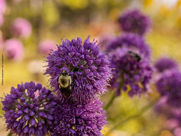Die Landwirtschaft profitiert von Biodiversität, beispielsweise durch Bienen, welche die Nutzplanzen bestäuben bestäuben