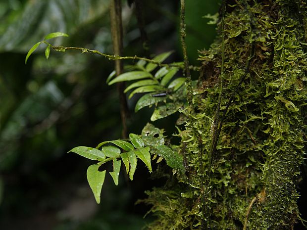 Viele Pflanzen im Regenwald liefern Heilstoffe für Medikamente und schützen so unsere Gesundheit. ©Özi‘s Comix Studio