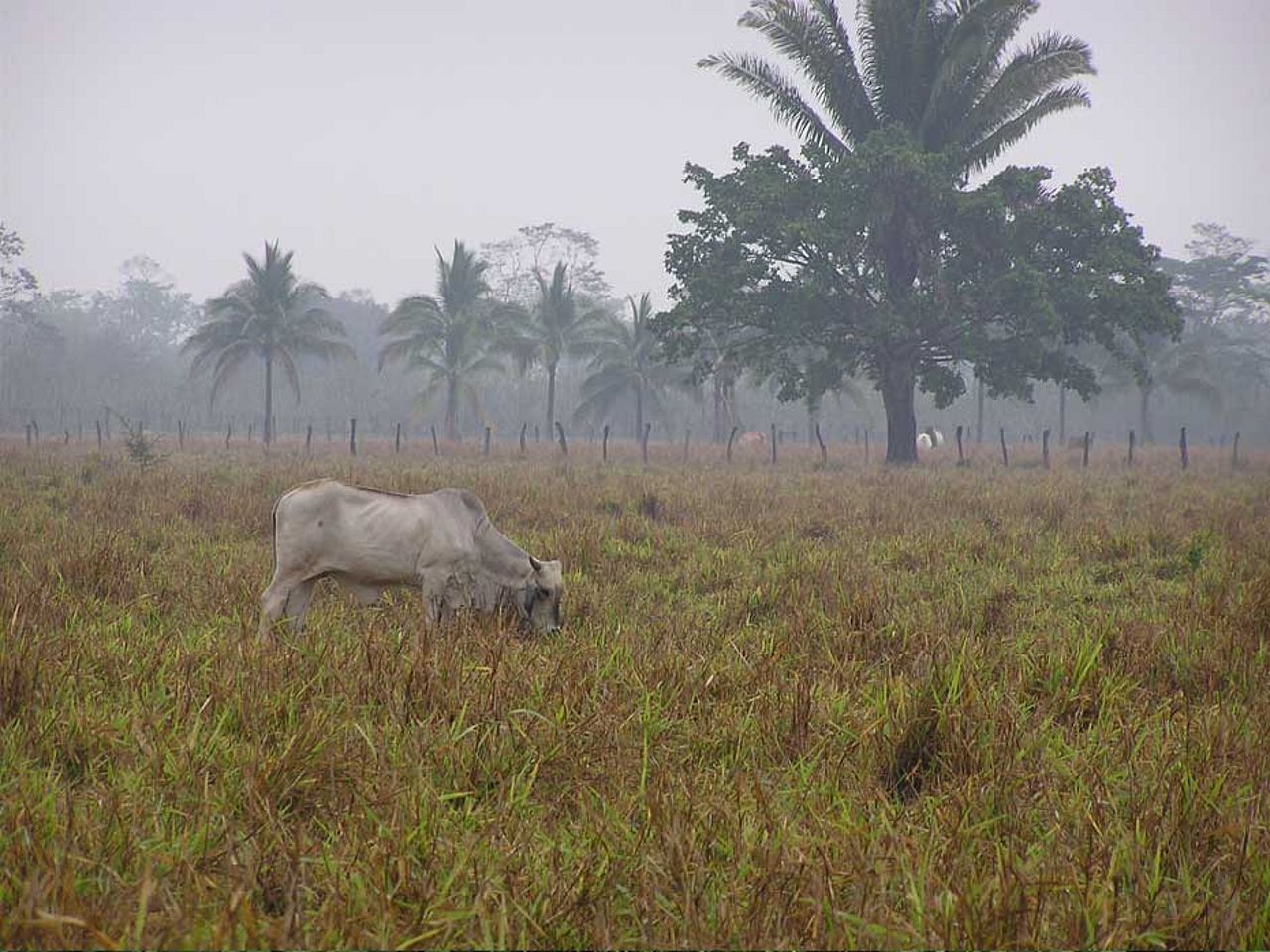 Rindfleisch-Exporte erst durch illegale Entwaldung in diesem Umfang möglich. ©OroVerde