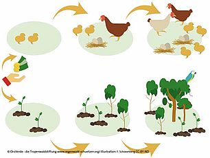 Hühnerzucht und Bäumepflanzen für Regenwaldschutz © F. Schovenberg 