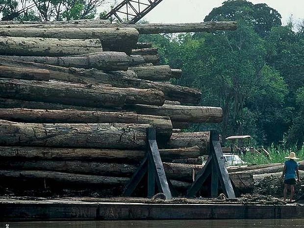 Zwischenlagerung von Tropenholz für den Handel. Baumstämme lagern direkt am Ufer des Flusses.