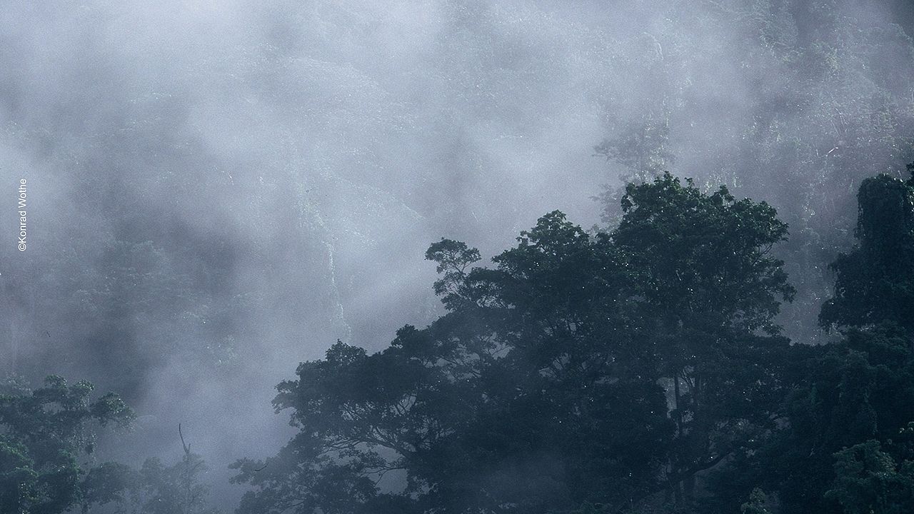 Regenwald im Nebel