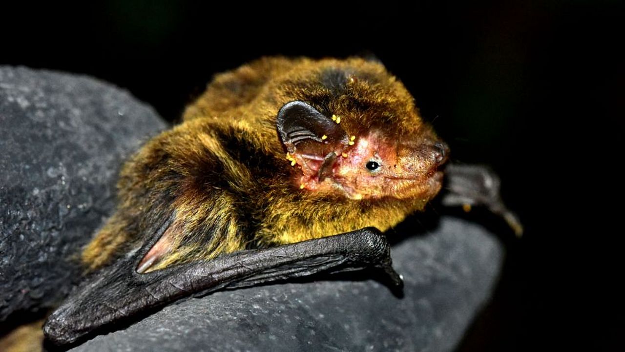 Fledermäuse im Himalaya: pipistrellus cf coromandra ©Elisabeth Kalko Stiftung