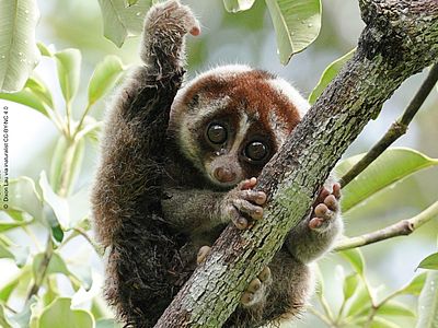 Plumplori © Dixon Lau via inaturalist CC BY-NY 4.0 Ein etwa katzengroßes Tier mit großen Kulleraugen und kleinen Ohren sitzt auf einem Ast und hat ein Bein über den Kopf gehoben. Es ist ein Plumplori.