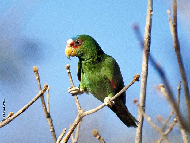 Amazonen-Papageien leben auf Bäumen im Regenwald © Konrad Wothe