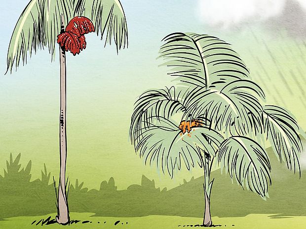 Grafik mit großen und kleinen Jussara-Palmen - der Tukan und die Jussara-Palme, eine Geschichte über Biodiversität und den Klimawandel