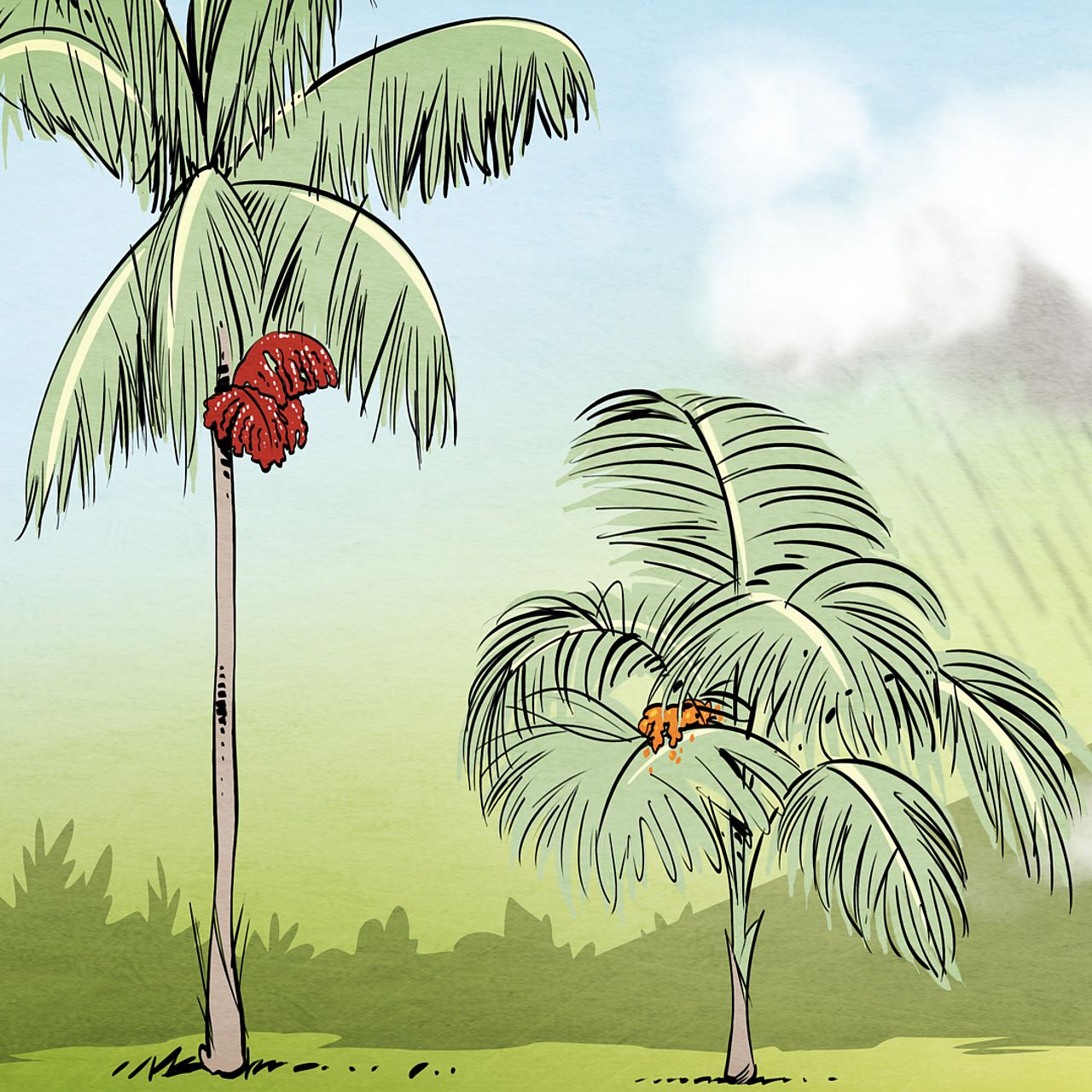 Grafik mit großen und kleinen Jussara-Palmen - der Tukan und die Jussara-Palme, eine Geschichte über Biodiversität und den Klimawandel