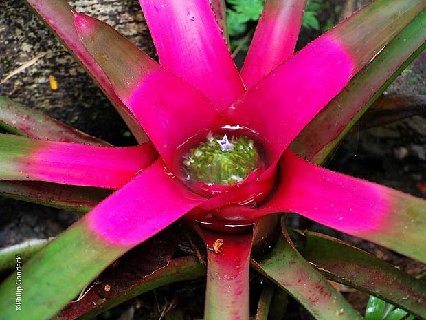 Pinke Bromelienblüte ©Philip Gondecki