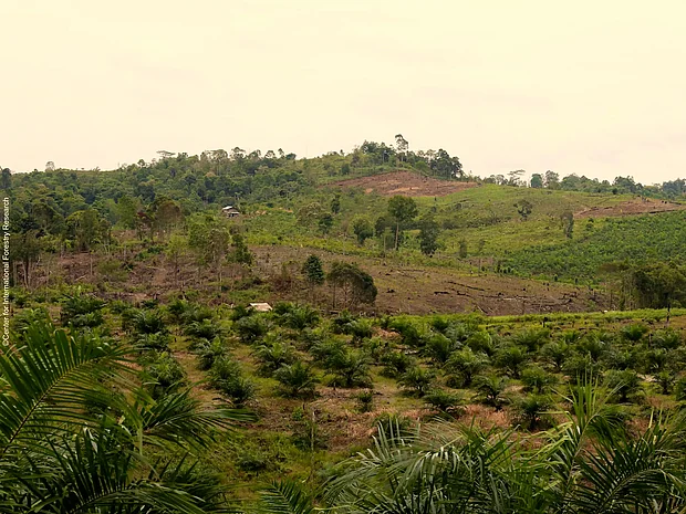 Eine Palmölplantage auf einem gerodeten Stück Regenwald ®Center for International Forestry Research