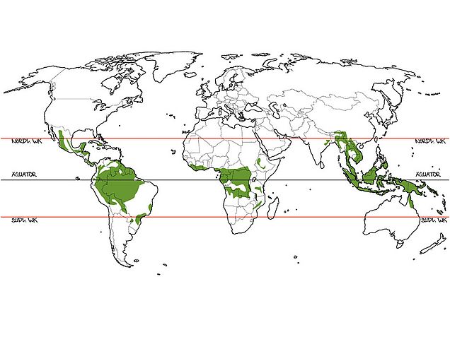 Eine Weltkarte mit Äquator vermittelt mehr Wissen über Tropenwald und tropischen Regenwald