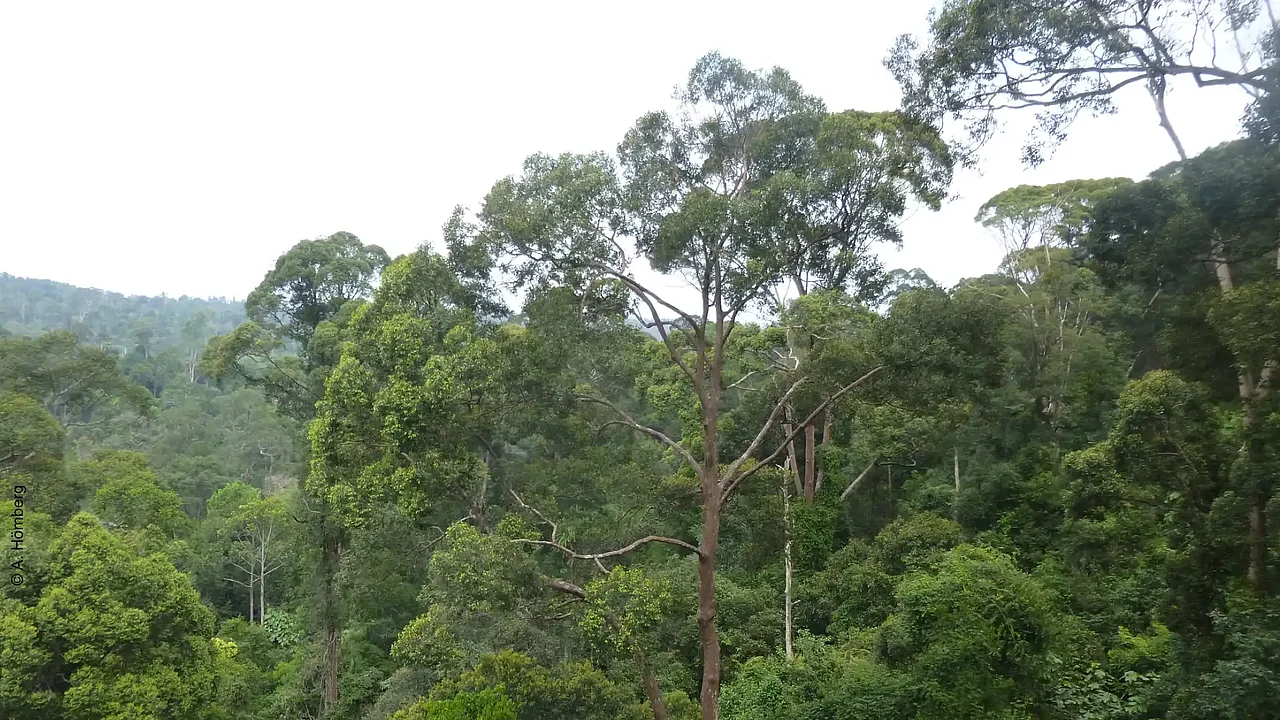 Blick auf einen Regenwald: im Vordergrund in der Mitte einzelne größere Bäume.