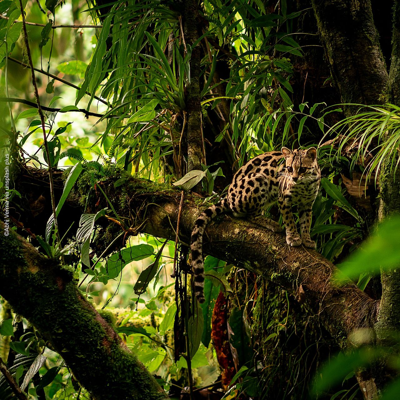 Ozelot im Regenwald.