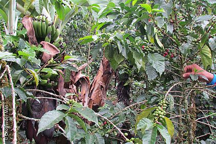 Kaffeeanbau ist Handarbeit auf kleinbäuerlichen Flächen