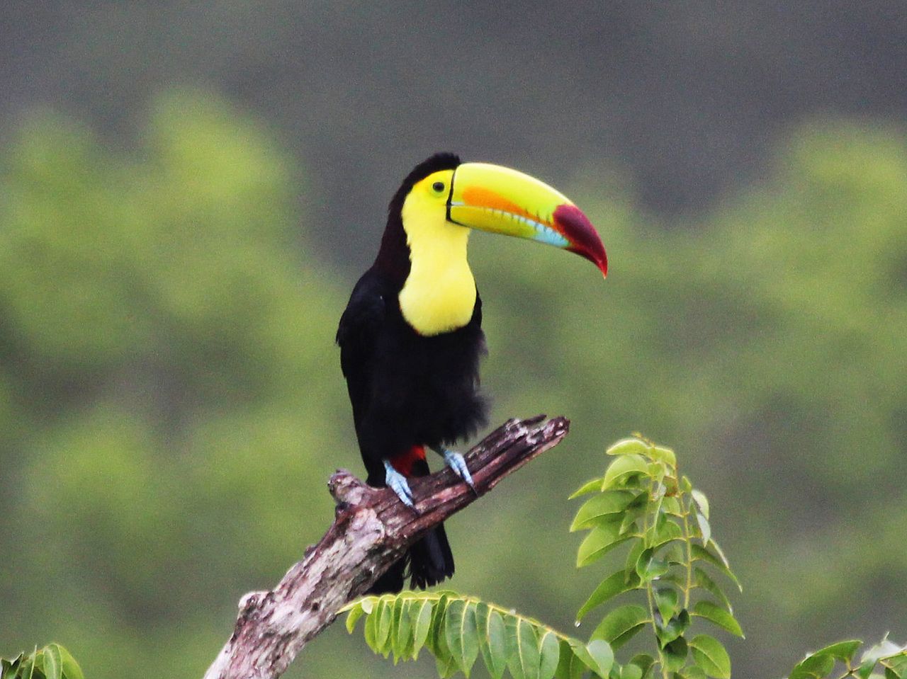 Tukan im Regenwald auf Ast ©Anna Hömberg