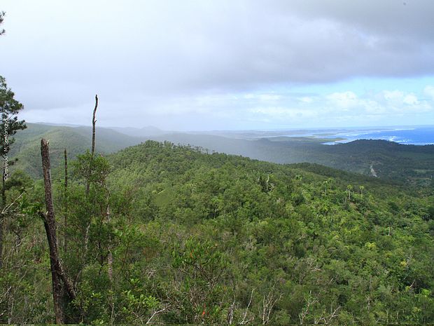 Blick über den einzigartigen Regenwald Kubas