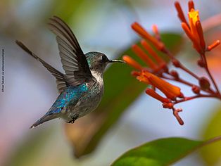 Ein kleiner Vogel steht fleigend vor einer Blüte und steckt seinen Schnabel hinein, es ist ein Kolibri