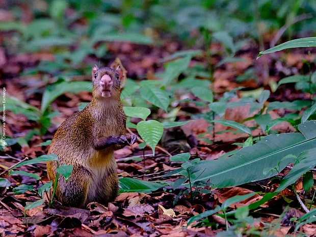 Aguti im Regenwald schaut in die Kamera ©Ben Cherry via Wildscreen Exchange