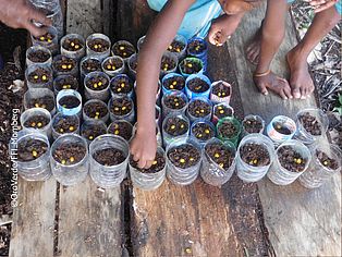 In einer Baumschule in Indonesien werden Samen in Erde gesetzt. ©FFI - Frank Momberg