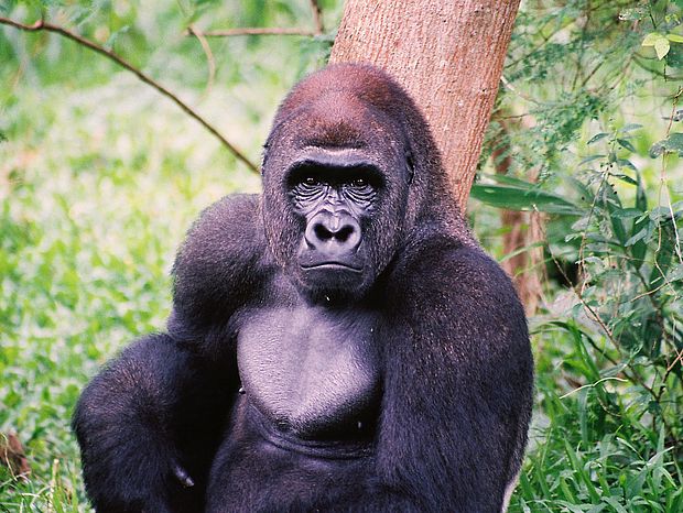Ohne den Regenwald können Arten wie die Gorillas nicht überleben. ©OroVerde - E. Mannigel