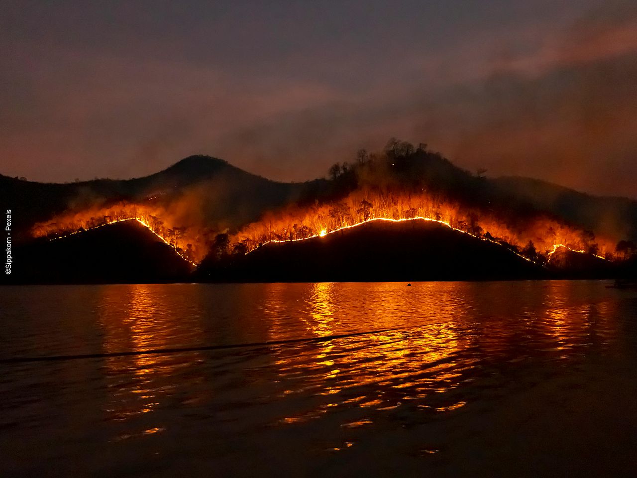 Tropenwald in Flammen 