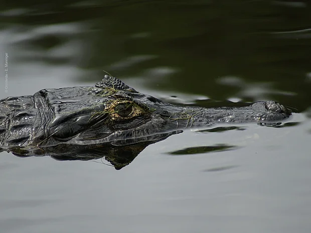 Kaiman im Wasser