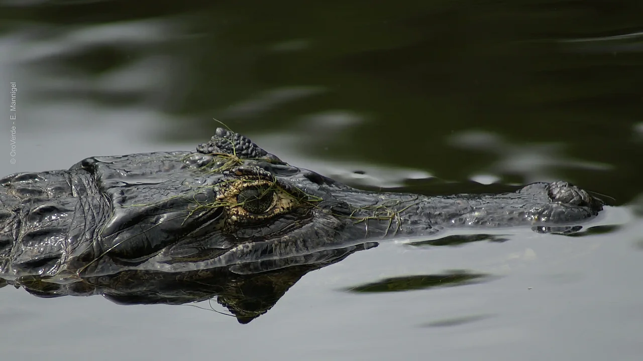 Schwarzer Kaimar (Melanosuchus niger) lauert im Wasser ©OroVerde - E. Mannigel