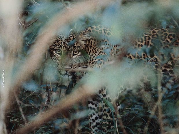 Jaguar im Regenwald © Konrad Wothe