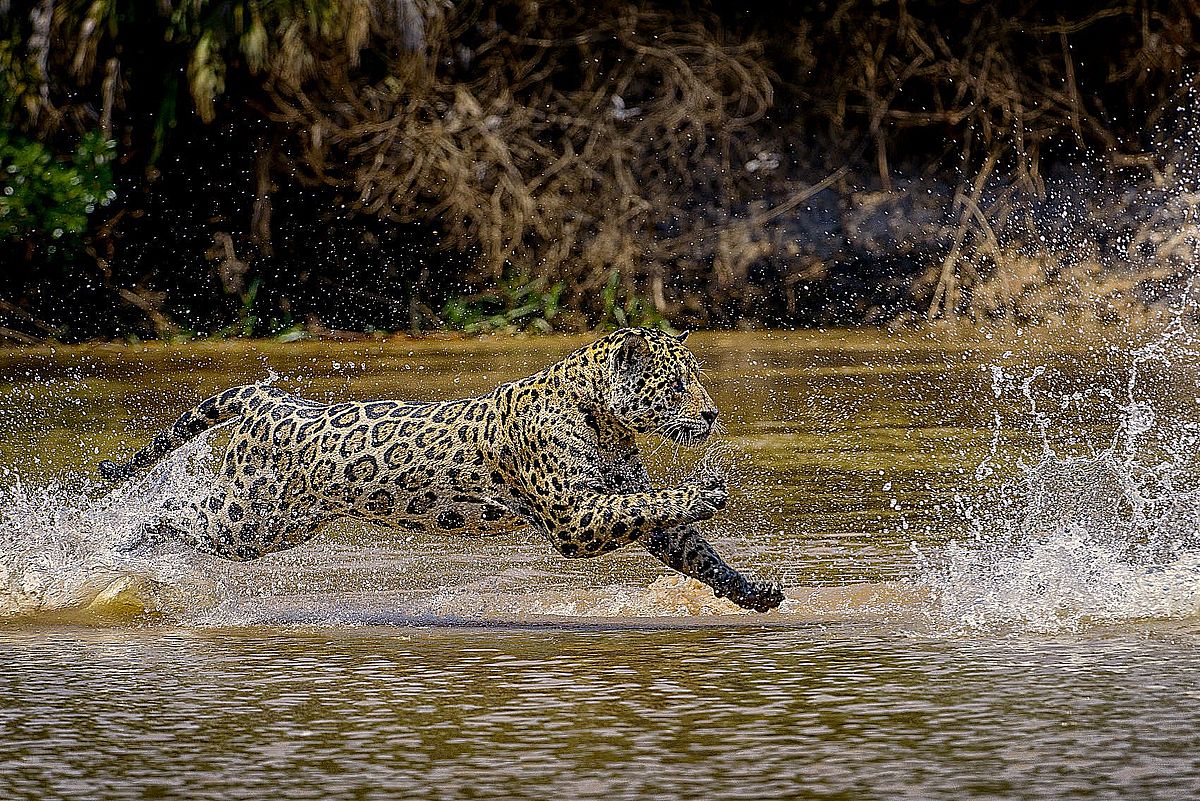 Der Jaguar - die größte Raubkatze des as