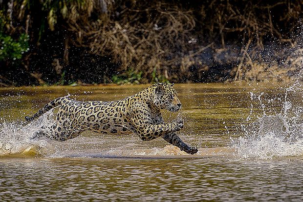 Der Jaguar jagt gerne im Wasser © wse