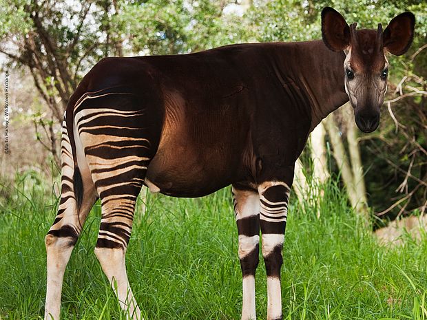 Ein Okapi-Männchen. ©Martin Harvey - Wildscreen Exchange