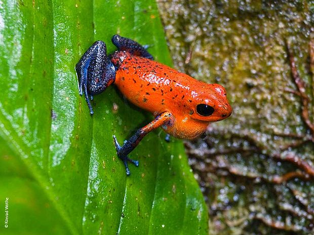 Pfeilgiftfrösche: kleine, giftige Tiere im Regenwald @ Konrad Wothe