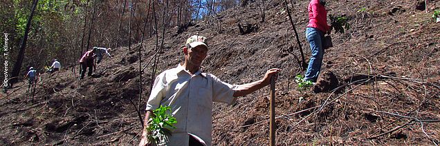 Baumsetzling Projekt Baum für Baum