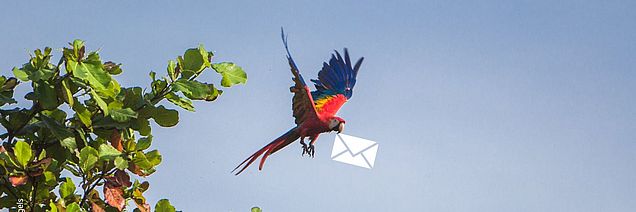 Fliegender Ara mit Briefumschlag ©Jannis Hagels