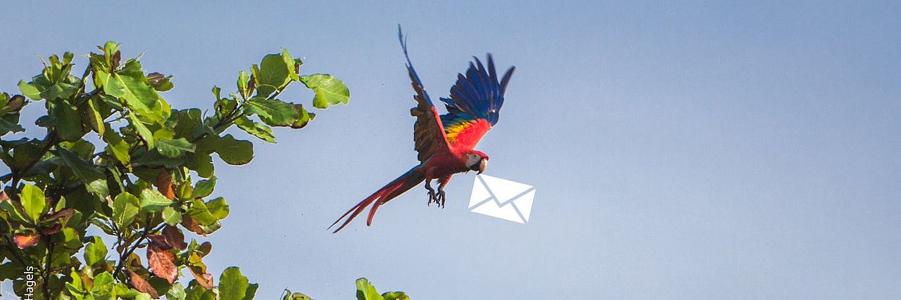 Fliegender Ara mit Briefumschlag ©Jannis Hagels