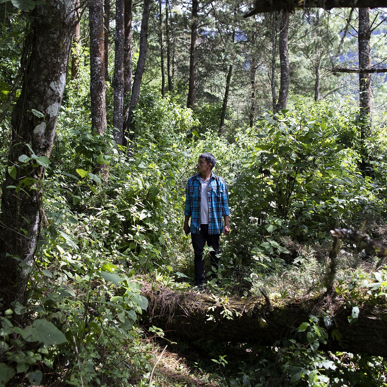 Ein junger Mann im Wald
