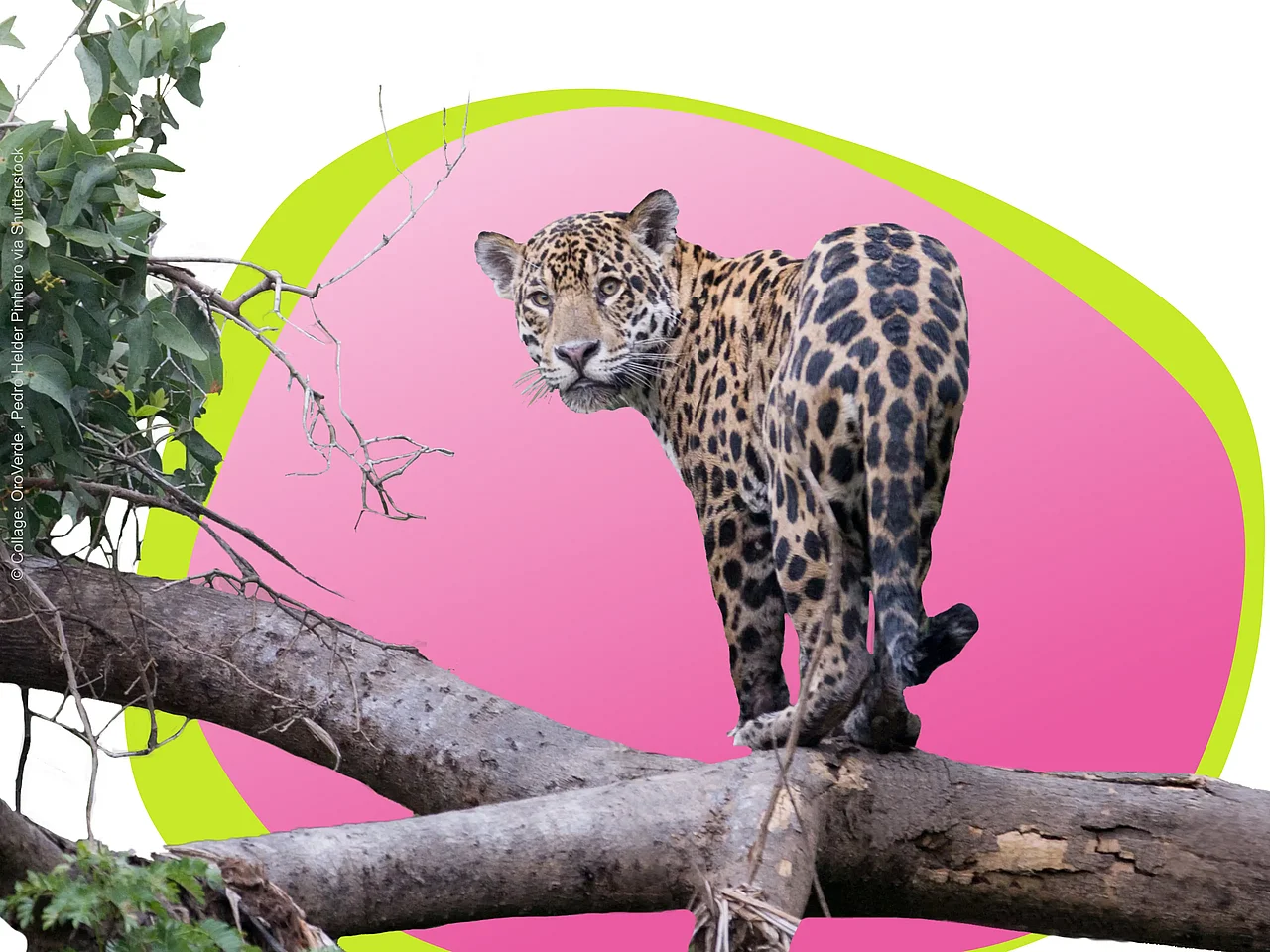 Collage eines Jaguars der auf einem Baumstamm steht und in die Kamera blickt, im Hintergrund eine pinke Bubble