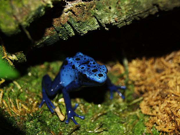 Blauer Baumsteigerfrosch im Regenwald ©Andrea Steingrebe