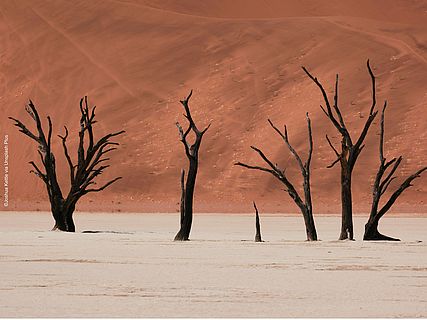 Bäume in der namibischen Wüste ©Joshua Kettle via Unsplash Plus