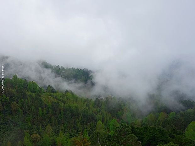 Nebel zieht sich über die Baumkronen vom Regenwald