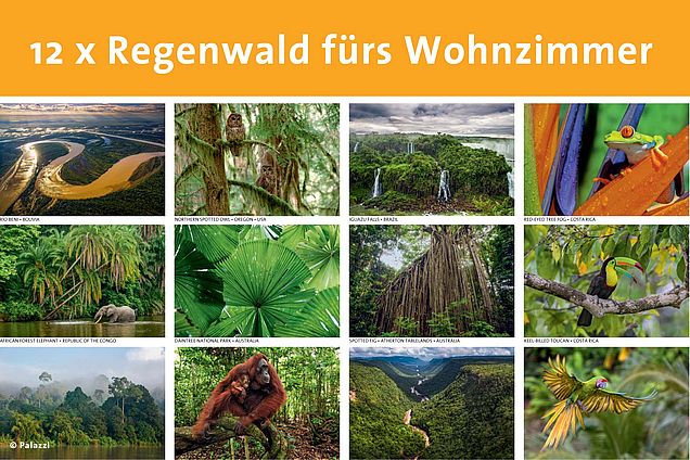 Kalender Regenwald Übersicht einzelne Monate