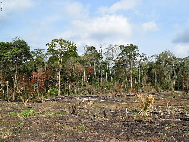 Es gibt viele Treiber der Entwaldung, die den Regenwald zerstören
