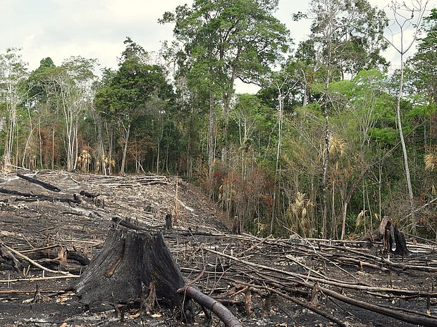 Eine abgeholzte und brandgerodete Fläche in Guatemala