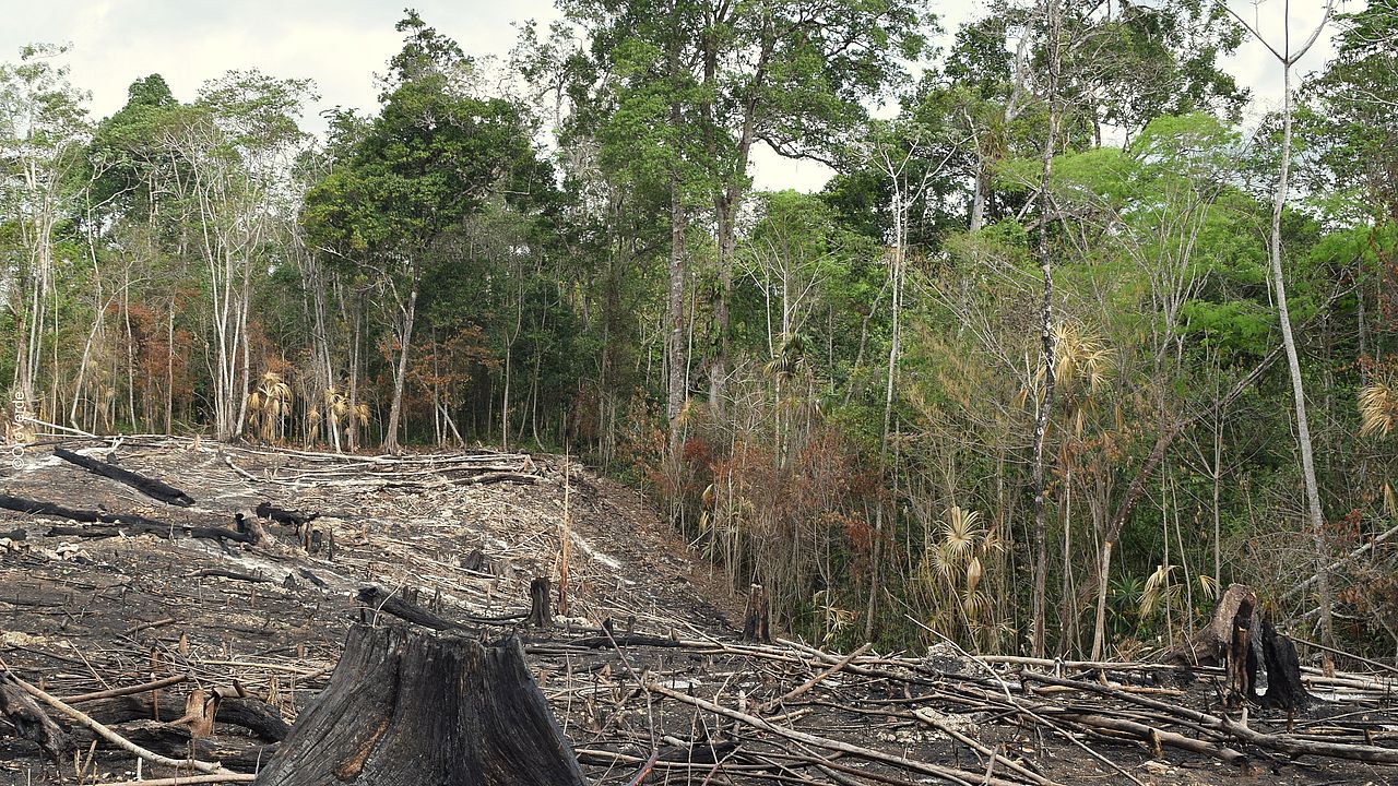 Eine brandgerodte Fläche mit Baumstümpfen grenzt an den noch grünen Regenwald.