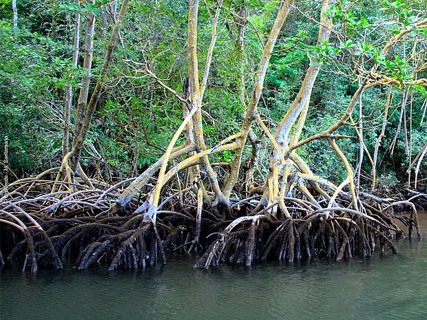 Die Stelzwurzeln von Bäumen einer Mangrove ragen aus einem Gewässer heraus.