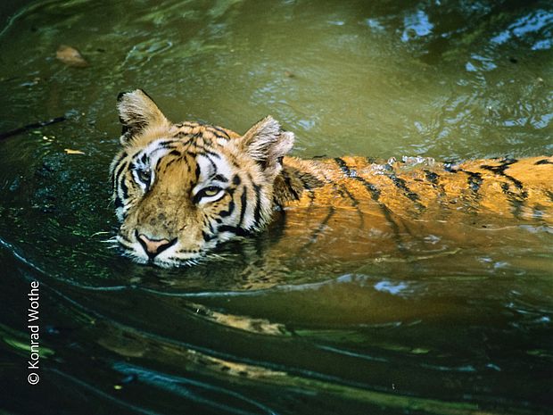 Manche Tiger sind überraschend gute Schwimmer. ©Konrad Wothe