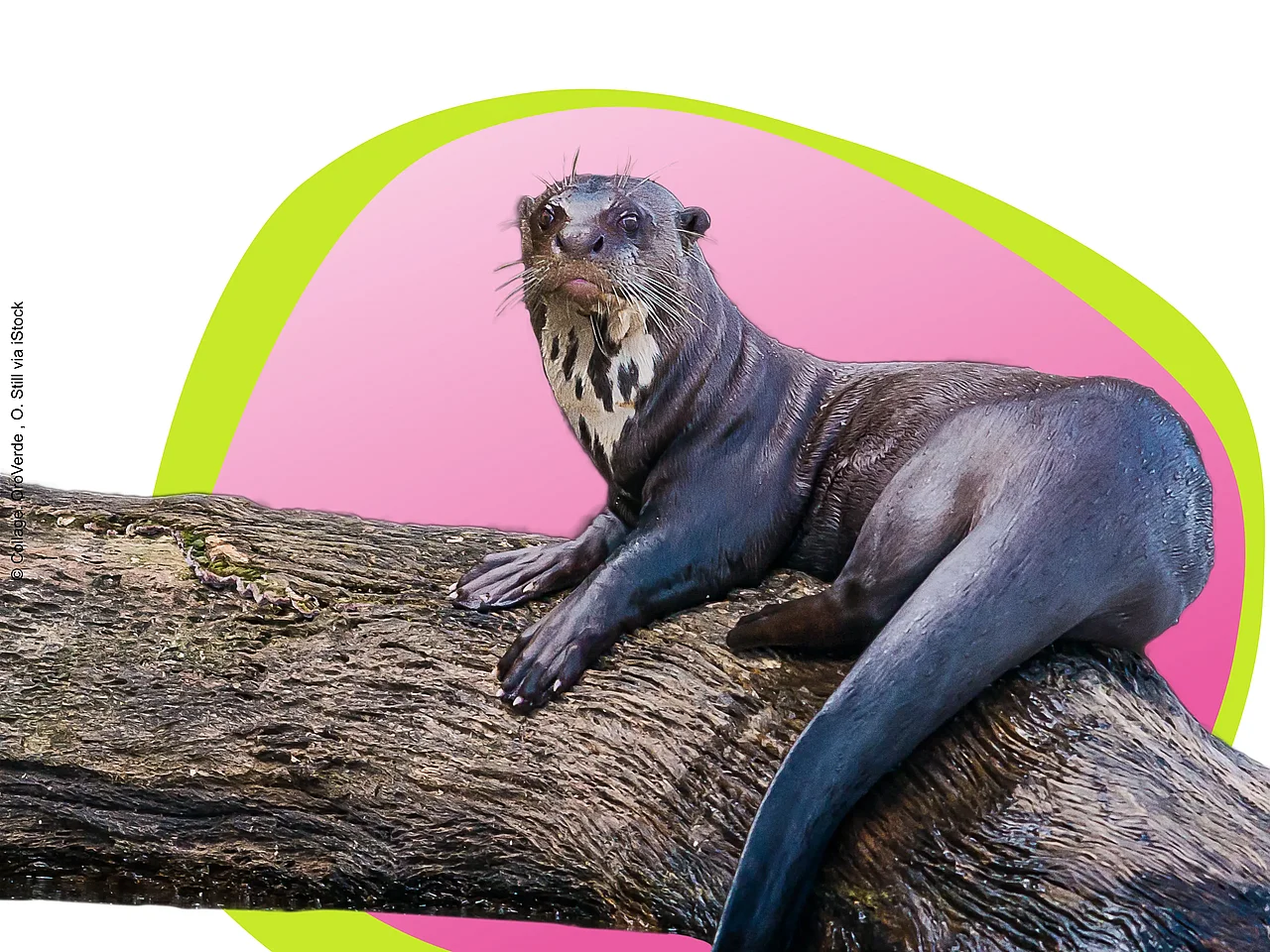 Collage eines Otters der auf einem Ast liegt vor einer pinken Bubble