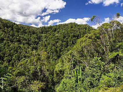 Wissen über den Regenwald: Bergregenwald auf dem afrikanischen Kontinent © Konrad Wothe