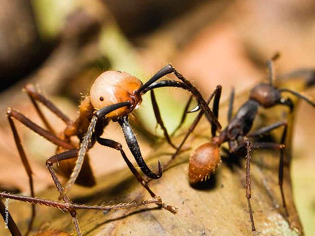Ameisen mit scharfen Kiefern © Konrad Wothe