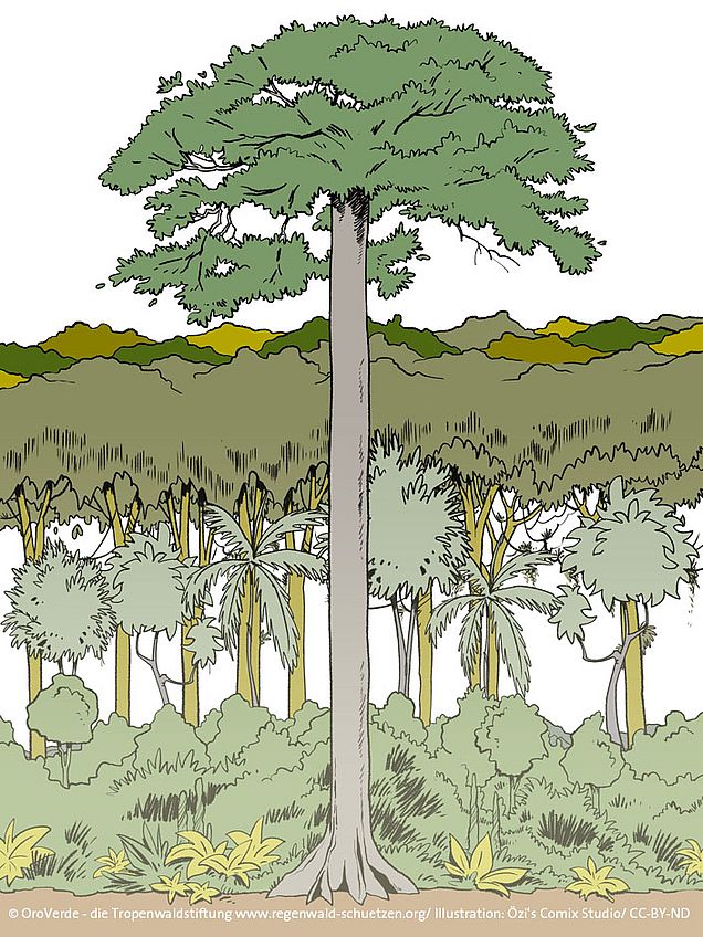 Grafische Darstellung des Stockwerkbaus der Bäume im Regenwald ohne Agroforst. © OroVerde - Die Tropenwaldstiftung/ www.regenwald-schuetzen.org, Illu: Özi‘s Comix Studio CC-BY-NA