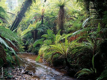 Klimawandel und Regenwald: Intakter Regenwald der Tropen © Konrad Wothe